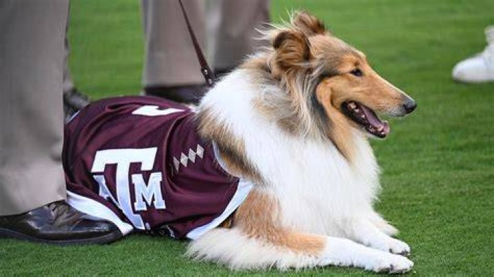 College Bros Get The Number To The Texas A&M Bullpen, Prank Call Them And Get Pitchers To Start Warm