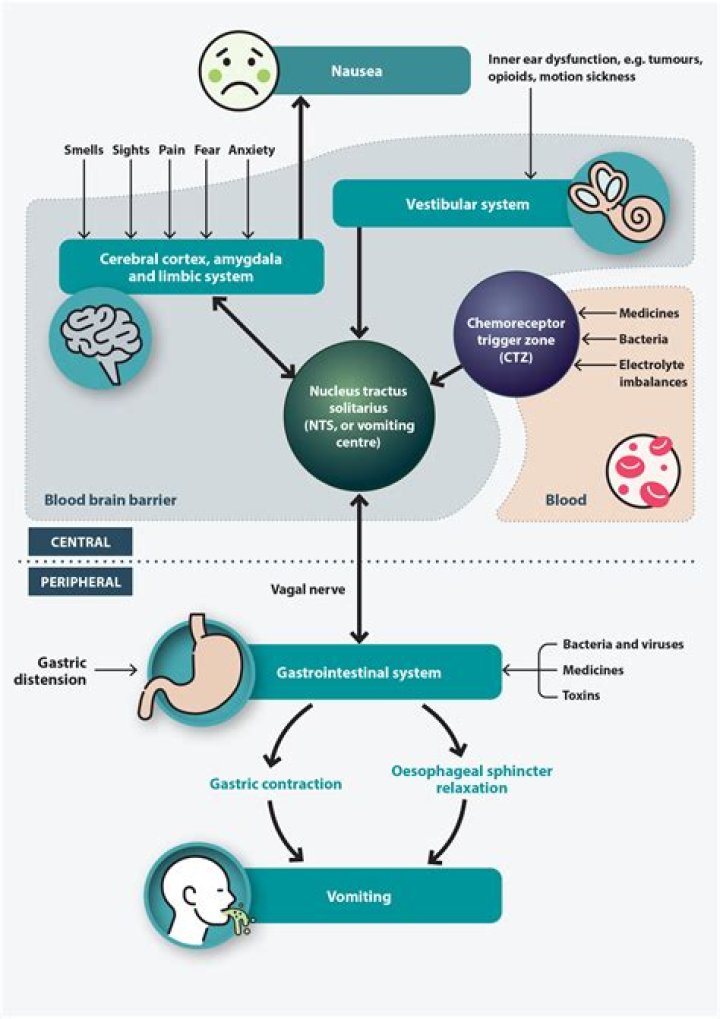 Revolutionary Insights For Enhanced Nausea Management