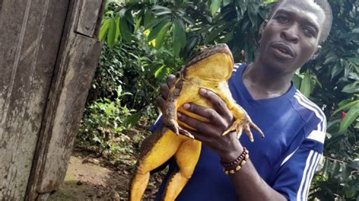 The Largest Frog In The World