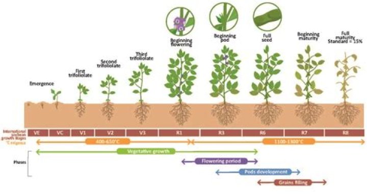 Your Guide To Optimal Growth
